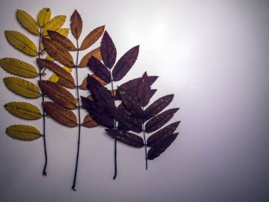 hacimsel doku nesneleri