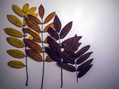 hacimsel doku nesneleri