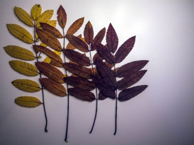 hacimsel doku nesneleri