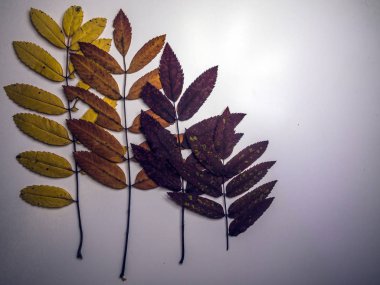 hacimsel doku nesneleri