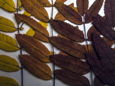 hacimsel doku nesneleri