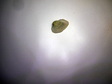 hacimsel doku nesneleri