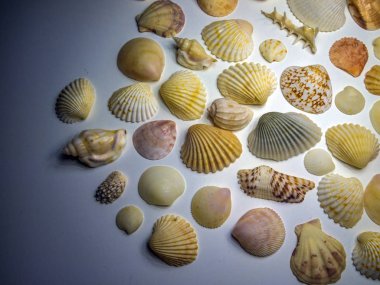 hacimsel doku nesneleri