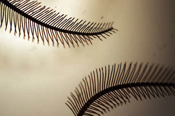 hacimsel doku nesneleri