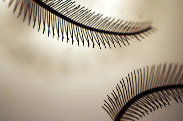 hacimsel doku nesneleri