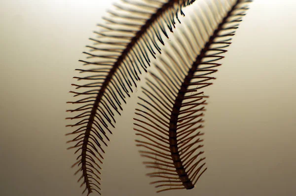 hacimsel doku nesneleri