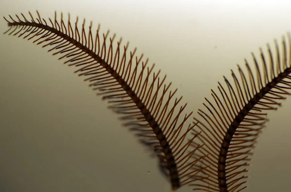 hacimsel doku nesneleri