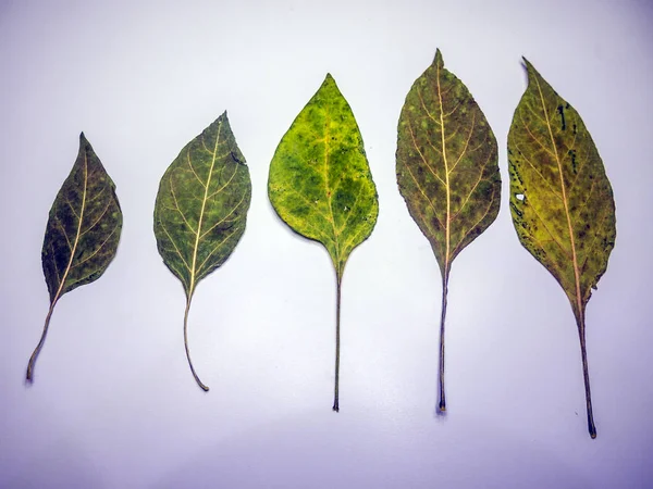 hacimsel doku nesneleri