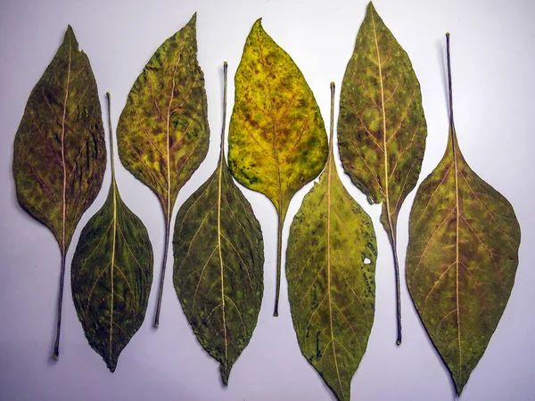 hacimsel doku nesneleri