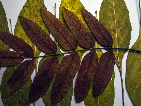 hacimsel doku nesneleri