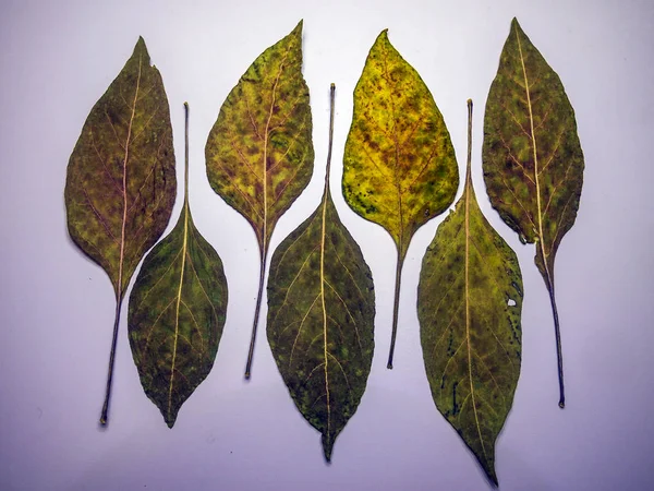 hacimsel doku nesneleri