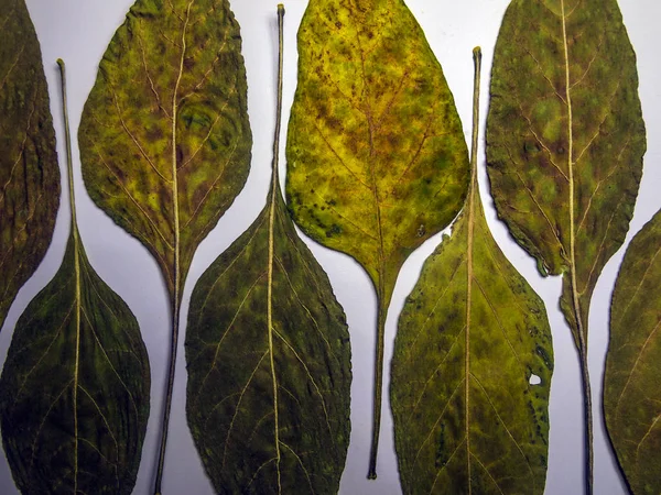 hacimsel doku nesneleri