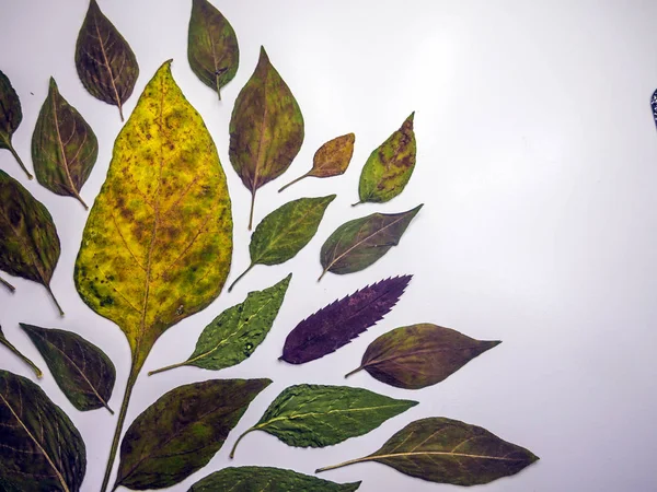 hacimsel doku nesneleri