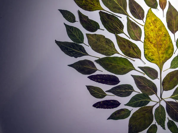 hacimsel doku nesneleri