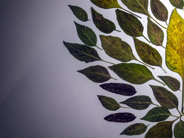 hacimsel doku nesneleri