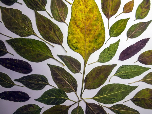 hacimsel doku nesneleri