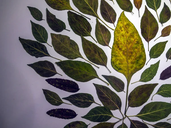 hacimsel doku nesneleri