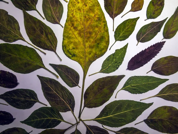 hacimsel doku nesneleri