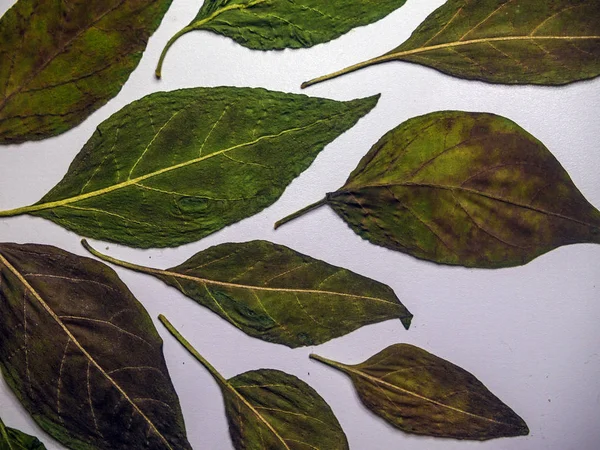 hacimsel doku nesneleri