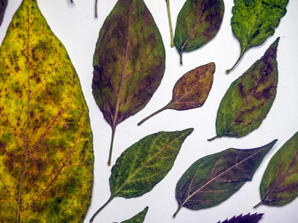 hacimsel doku nesneleri