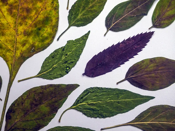 hacimsel doku nesneleri