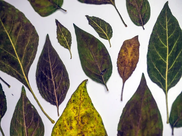 hacimsel doku nesneleri