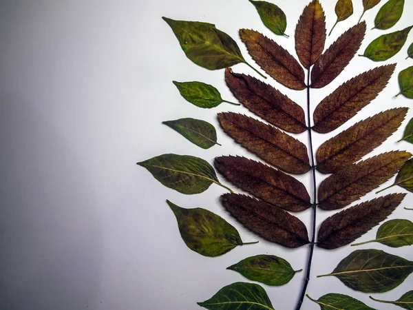 hacimsel doku nesneleri