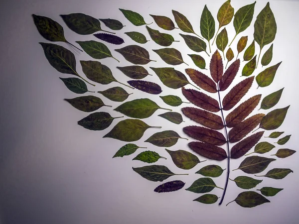 hacimsel doku nesneleri