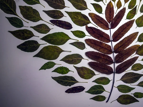 hacimsel doku nesneleri