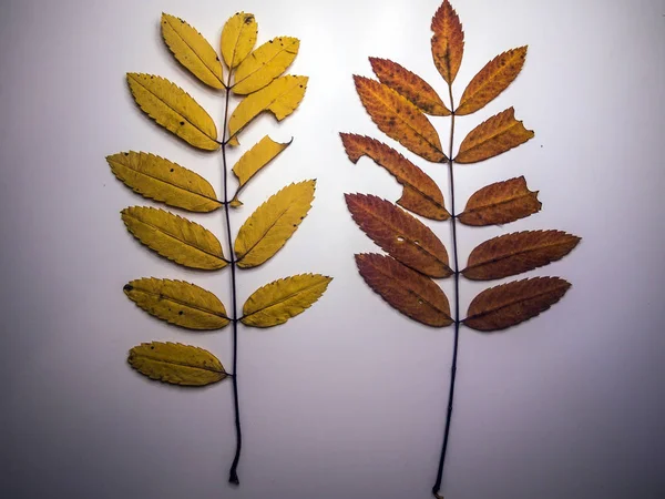 hacimsel doku nesneleri