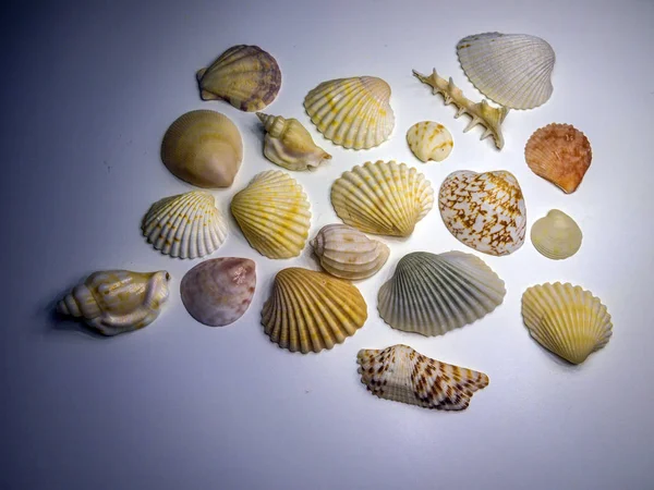 hacimsel doku nesneleri