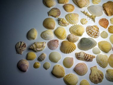 hacimsel doku nesneleri