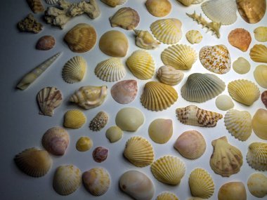 hacimsel doku nesneleri