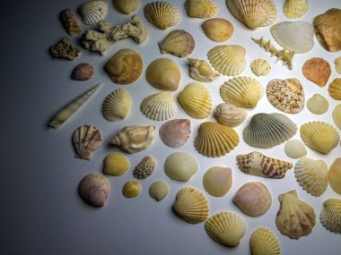 hacimsel doku nesneleri