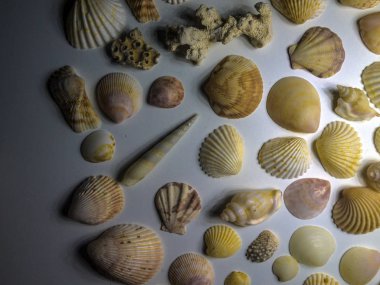 hacimsel doku nesneleri