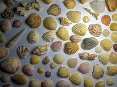 hacimsel doku nesneleri