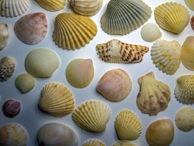 hacimsel doku nesneleri