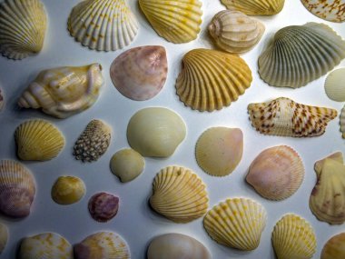 hacimsel doku nesneleri