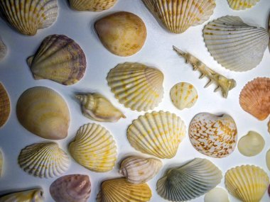 hacimsel doku nesneleri