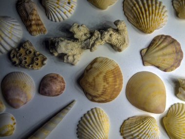 hacimsel doku nesneleri