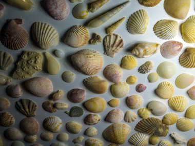 hacimsel doku nesneleri