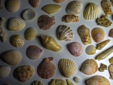 hacimsel doku nesneleri