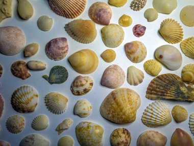 hacimsel doku nesneleri