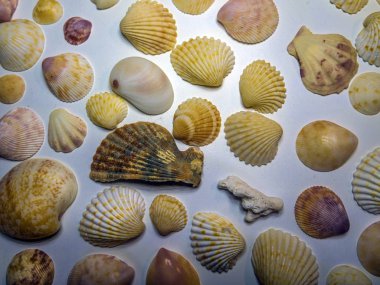 hacimsel doku nesneleri