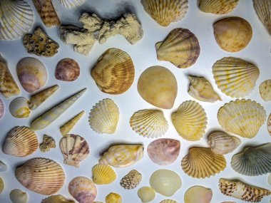 hacimsel doku nesneleri