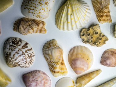 hacimsel doku nesneleri