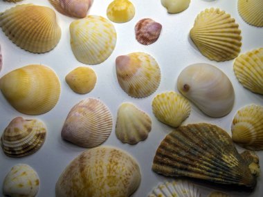 hacimsel doku nesneleri