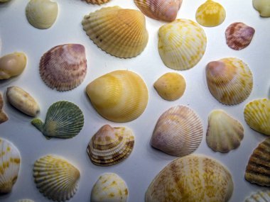 hacimsel doku nesneleri