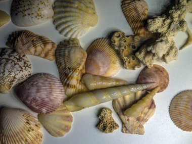 hacimsel doku nesneleri