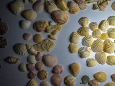 hacimsel doku nesneleri